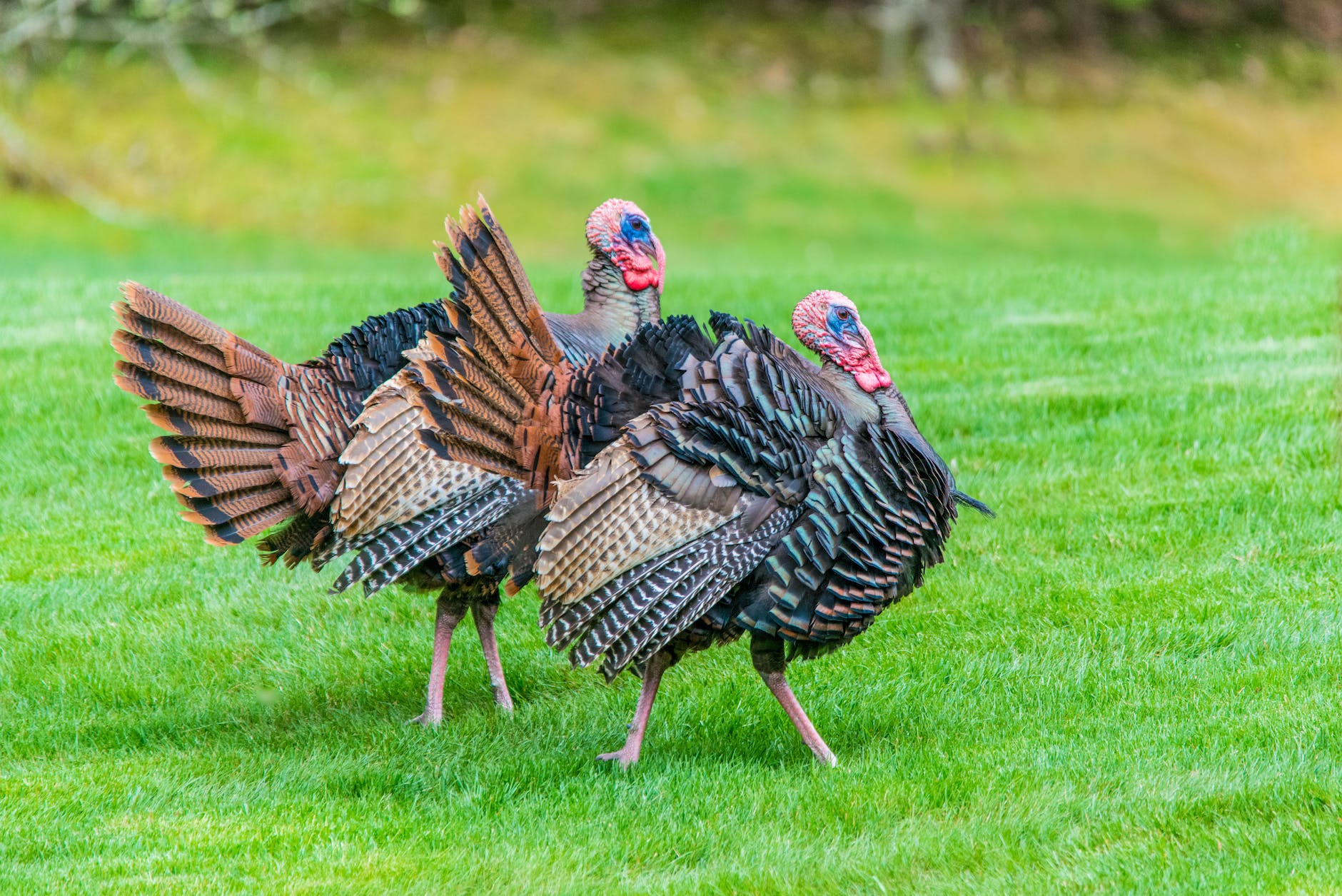 a pair of turkeys on green grass