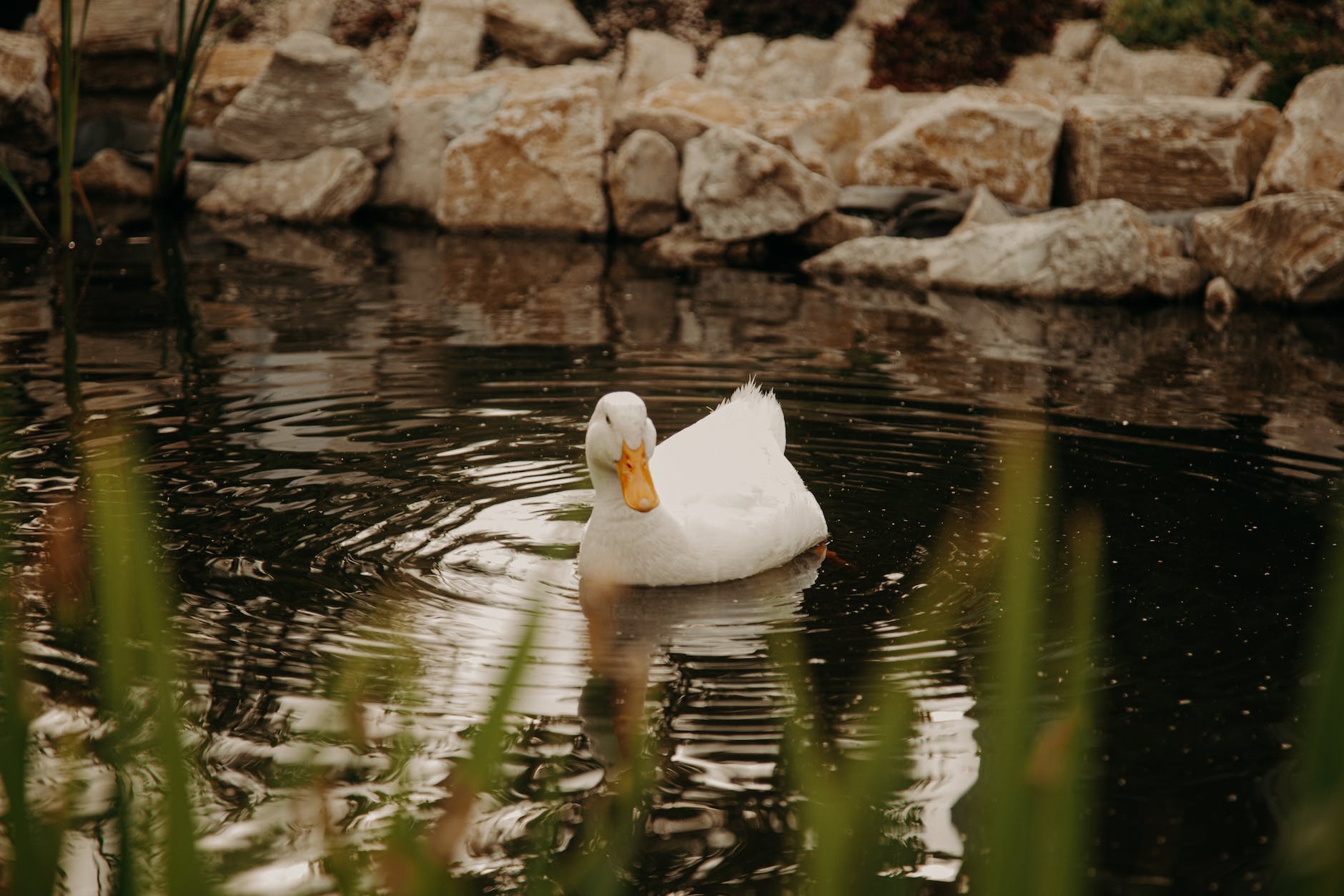 white duck on the pond
